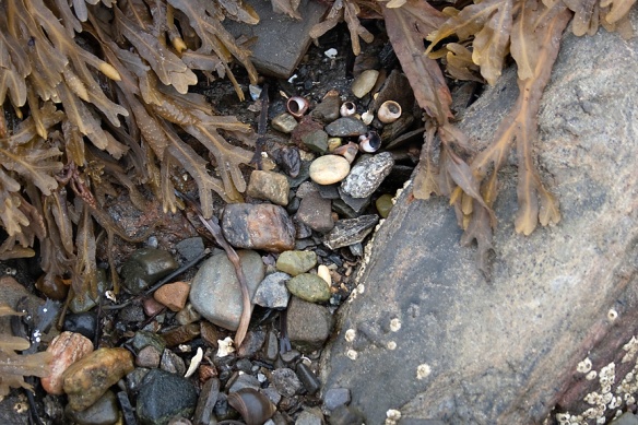 rocks and shells, land's end, bailey island-milinda